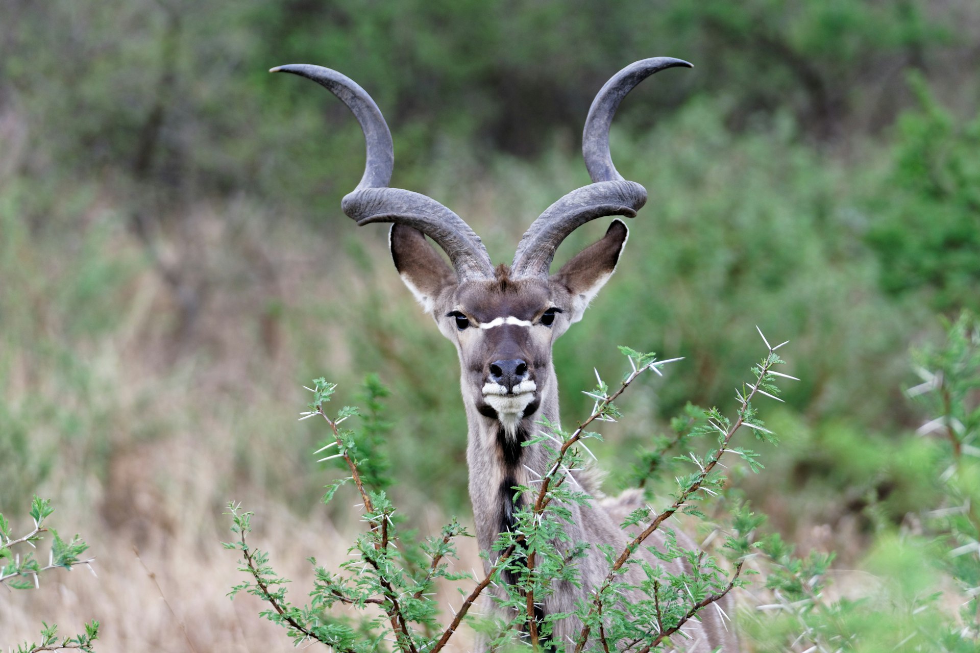 brown Kudu in the bush